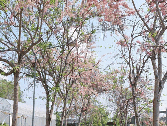 花旗木