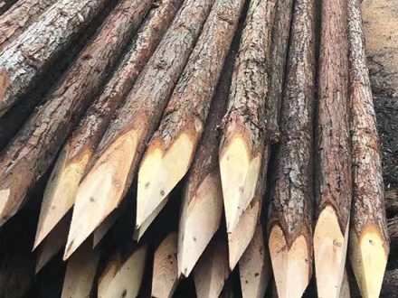 打桩木用什么木头：古老智慧与现代工程的完美结合
