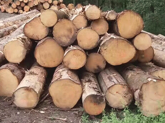 白松