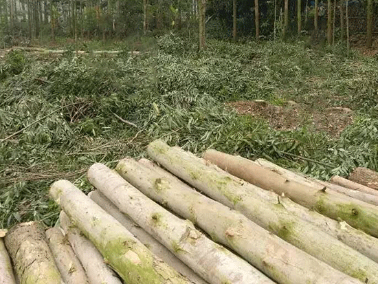 桉树