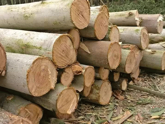 桉树的用途和价值