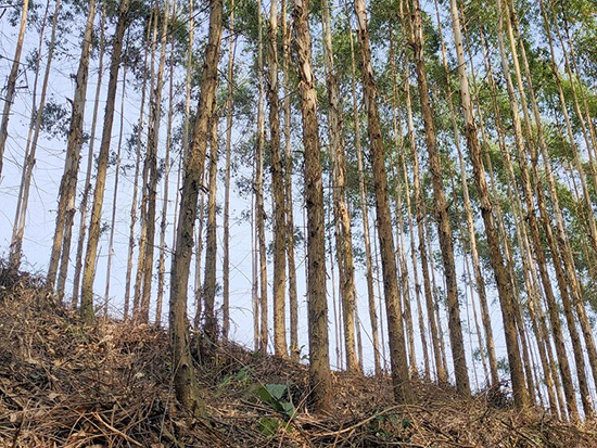 桉树种植