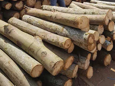 巴沙木是世界上最轻的木材，材质稳定广泛应用于各领域